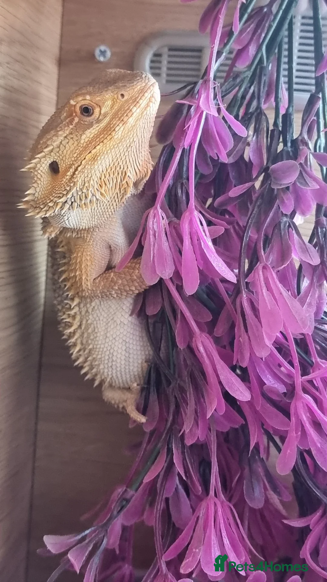 Bearded Dragon reptiles for sale: Male bearded dragon in Lewes - Advert 1