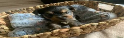 Yorkshire Terrier dogs for sale: yorkshire terrier puppys - Advert 10