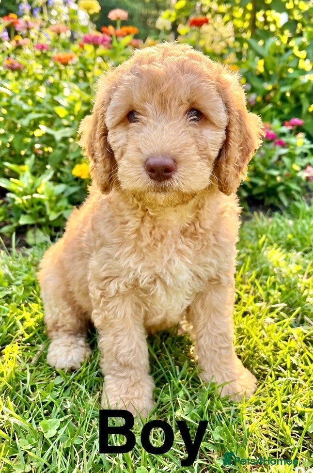 Cockapoo dogs DNA TESTED, Last miniature Cockapoo, Ready Now  - Advert 10