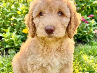 Cockapoo dogs DNA TESTED, Last miniature Cockapoo, Ready Now - Advert 10