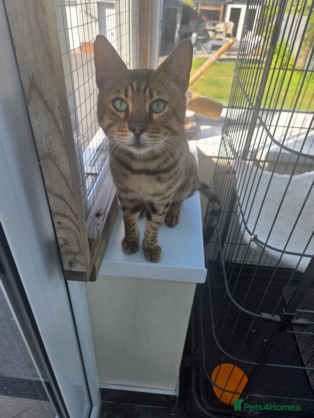 Bengal cats for sale: Allexbycatz  in Llanelli - Advert 2