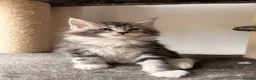 Maine Coon cats for sale: 🐾Beautiful Maine Coon Kittens 🐾 - Advert 9