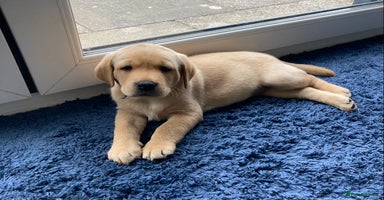 Labrador Retriever dogs - Advert 10