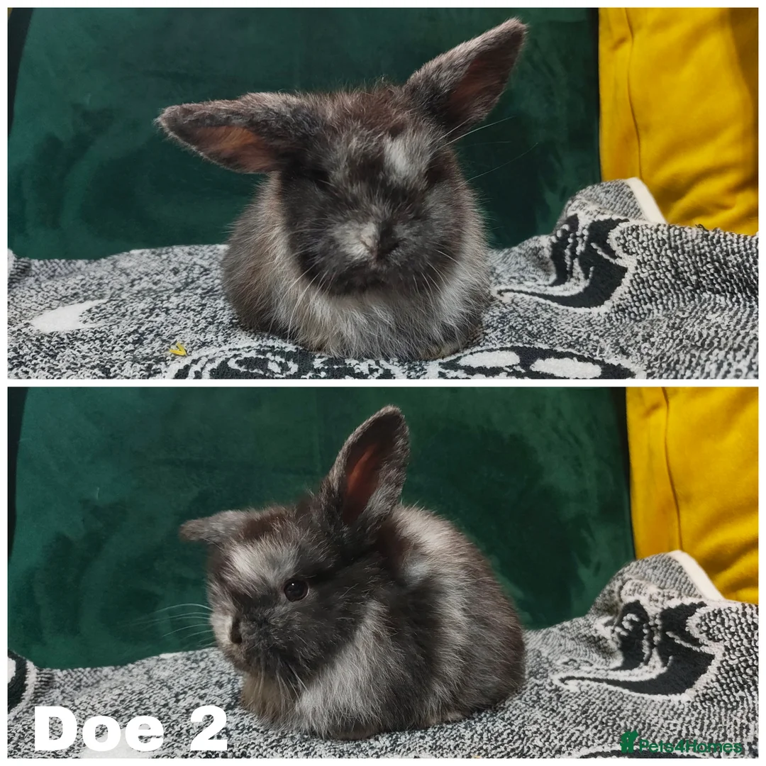 Mini Lop rabbits for sale: Stunning mini lops to reserve  - Advert 4