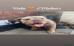 English Bulldog dogs for sale: English bulldog puppies  - Image 13