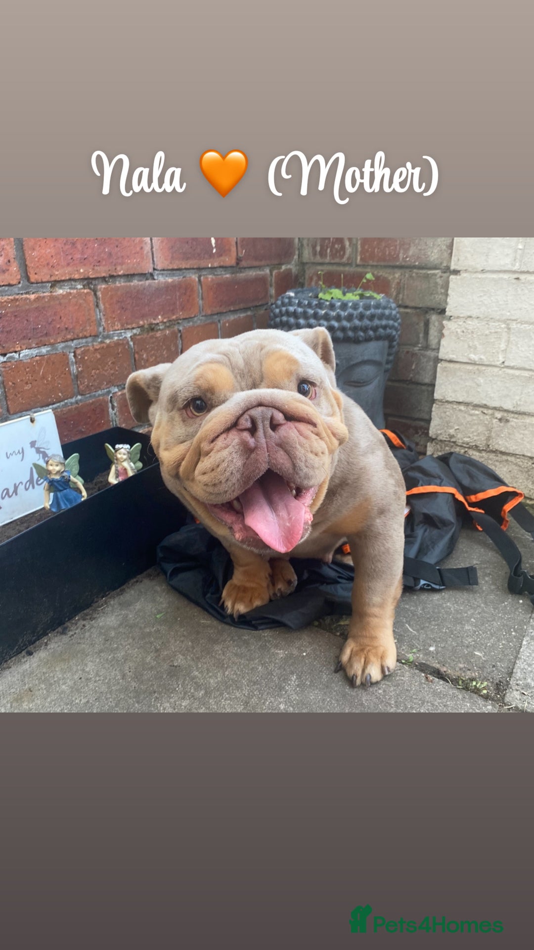 English Bulldog dogs for sale: English bulldog puppies  - Image 13
