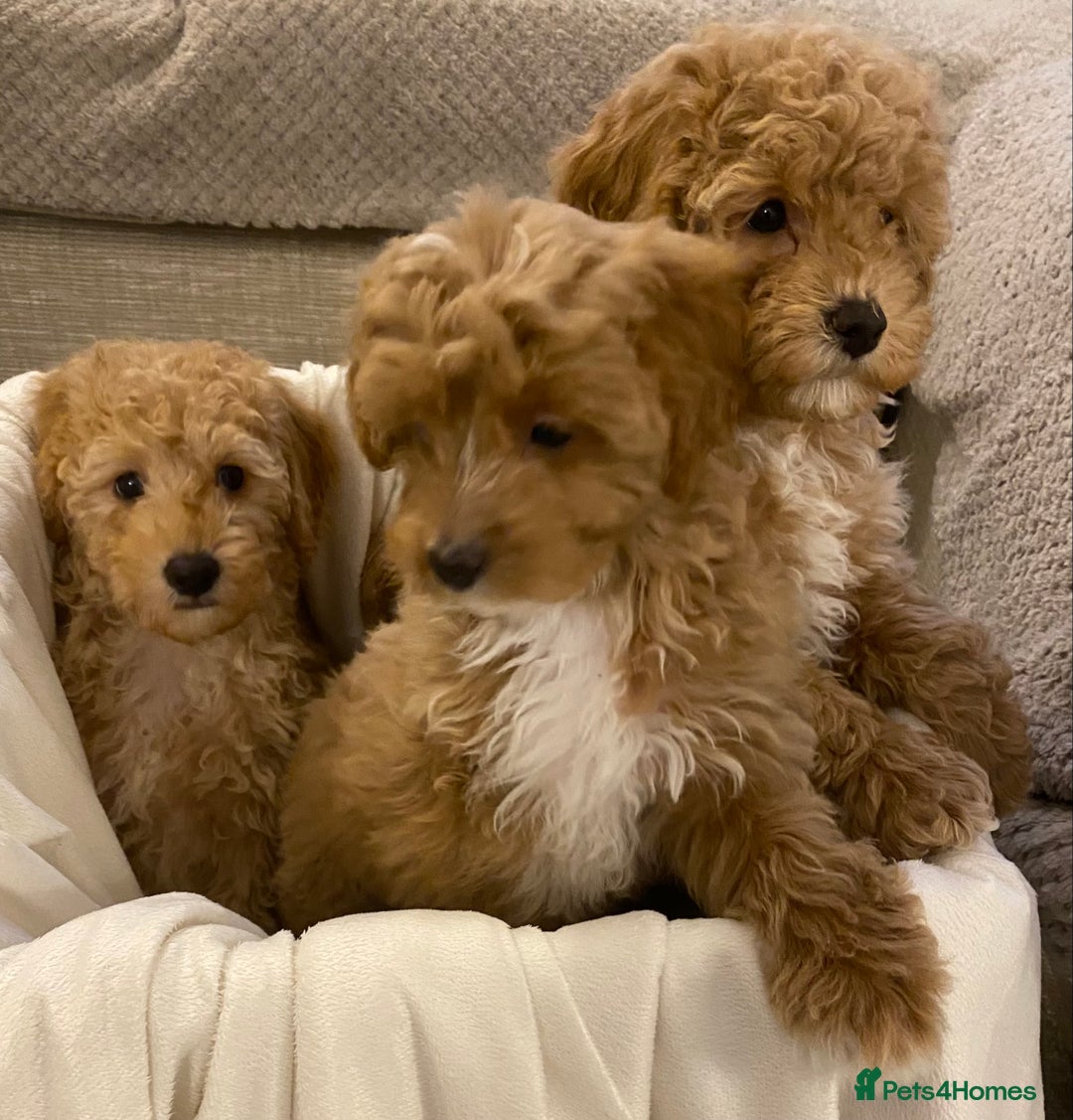 Cavapoo dogs for sale: RED & WHITE CAVAPOO PUPPIES TOP QUALITY BREEDER - Advert 6