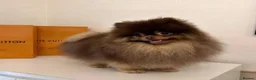 Pomeranian dogs for sale: Exotic Pomeranians  - Advert 3