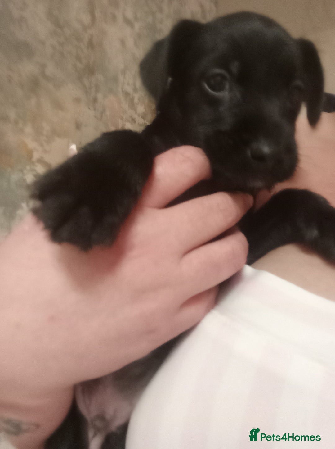 Patterdale Terrier dogs for sale: Patterdale Terrier  - Advert 2