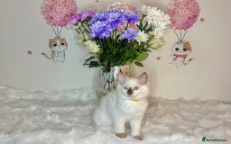 Ragdoll cats for sale: ⭐️TICA REG⭐️Pedigree Ragdoll Kittens DNA CLEAR ✅  - Image 12