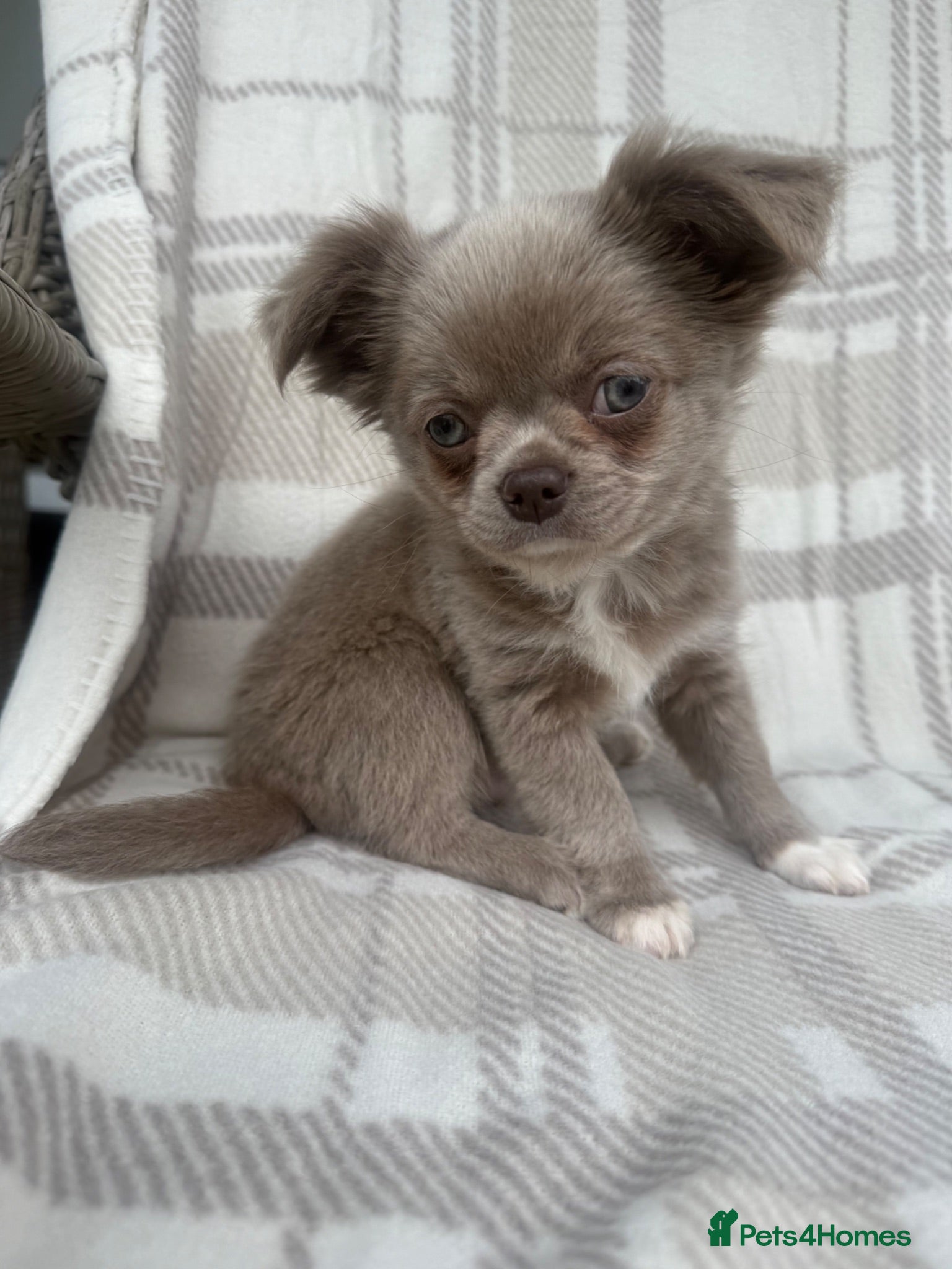 Chihuahua dogs Longhair apple head chihuahua Russian blood lines - Advert 1