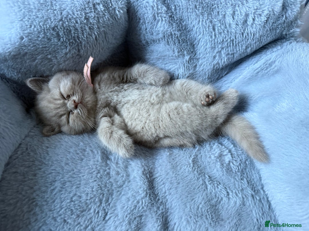British Shorthair cats for sale: Champion Line British Shorthair Kittens - Image 6