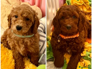 Goldendoodle dogs Outstanding quality fully tested Goldendoodle pups - Advert 1