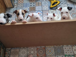 English Bull Terrier dogs - Advert 4