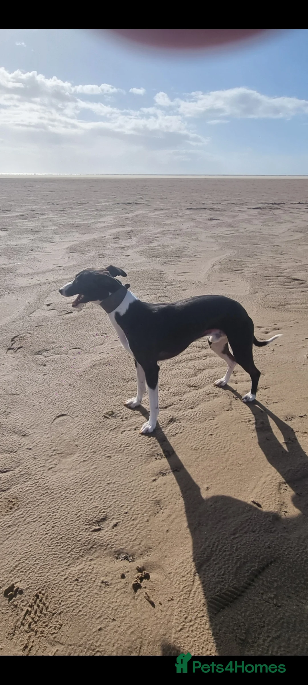 Mixed Breed dogs for sale: Bedlington x whippet pups  - Advert 2