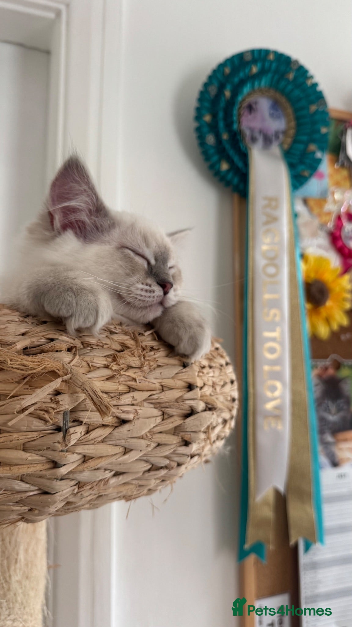 Ragdoll cats GCCF / European bloodline ragdoll kittens  - Advert 1