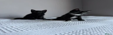 Domestic Shorthair 1 (Karson)