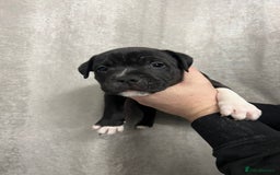 Staffordshire Bull Terrier dogs for sale: BEAUTIFUL STAFFY LITTER STUNNING COLOURS - Image 2