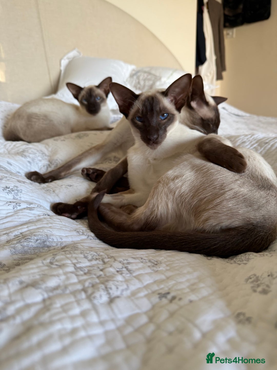 Siamese cats for sale: Female Siamese  - Image 2