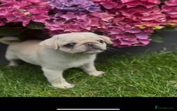 Pug dogs for sale: Stunning pug pups🤍due Oct 2025-ready 15-24th Dec - Image 3