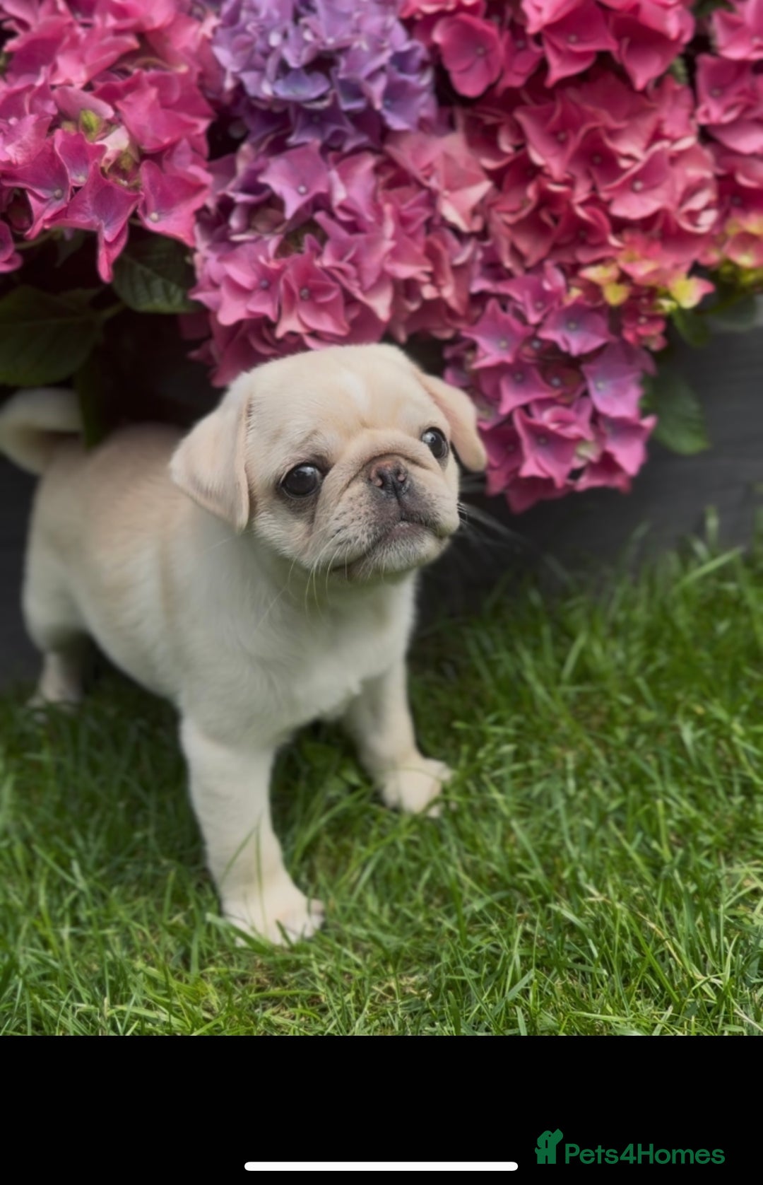 Pug dogs for sale: Stunning pug pups🤍due Oct 2025-ready 15-24th Dec - Image 3