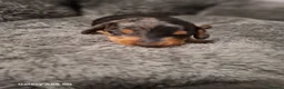 Miniature Dachshund dogs for sale: Stunning Miniature Smooth Haired Dachshund Puppies - Advert 11
