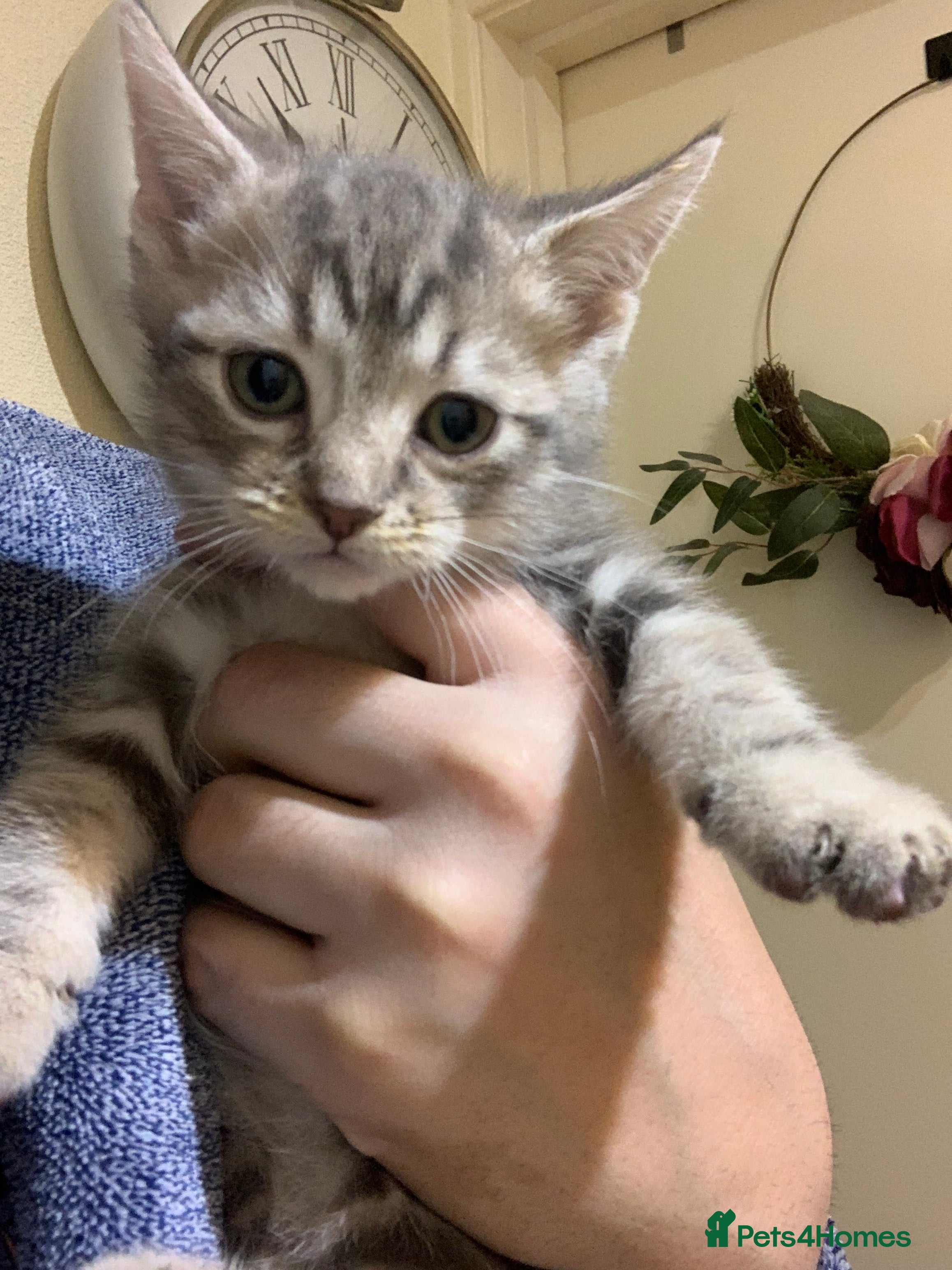 American Shorthair cats American shorthair tabby kittens  - Advert 3