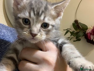 American Shorthair cats American shorthair tabby kittens - Advert 1