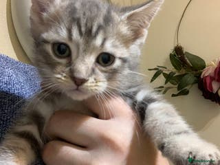 American Shorthair cats American shorthair tabby kittens - Advert 2