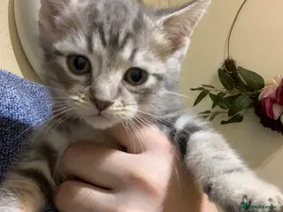 American Shorthair cats American shorthair tabby kittens - Advert 13