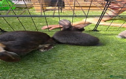 Dwarf Lop rabbits for sale: 9 Dwarf lop Rabbits ready for a new home - Image 13