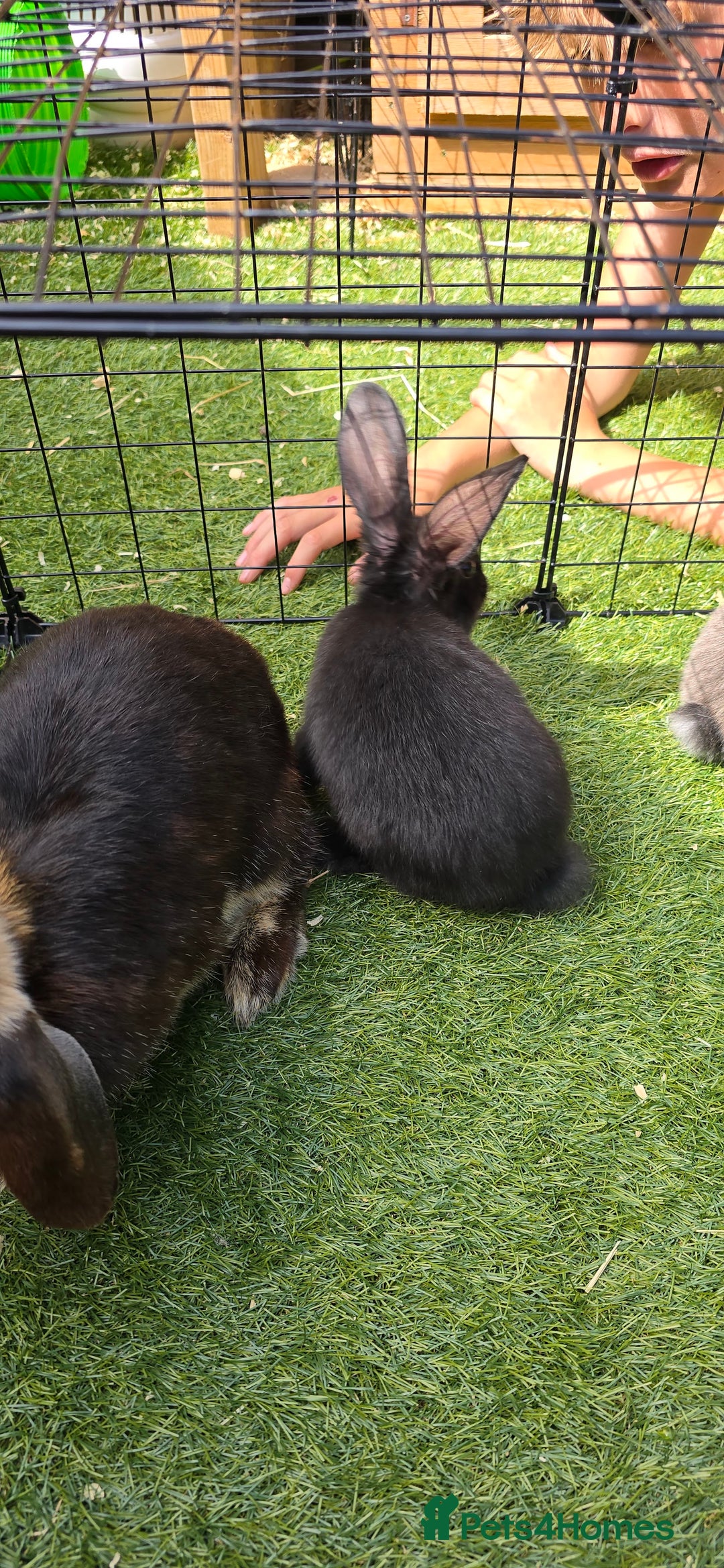 Dwarf Lop rabbits for sale: 9 Dwarf lop Rabbits ready for a new home - Image 13