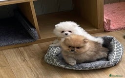 Pomeranian dogs for sale: Amazing Pom puppies from Five Star breeder  - Image 4