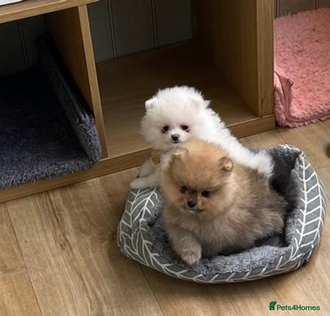Pomeranian dogs for sale: Amazing Pom puppies from Five Star breeder  - Image 4