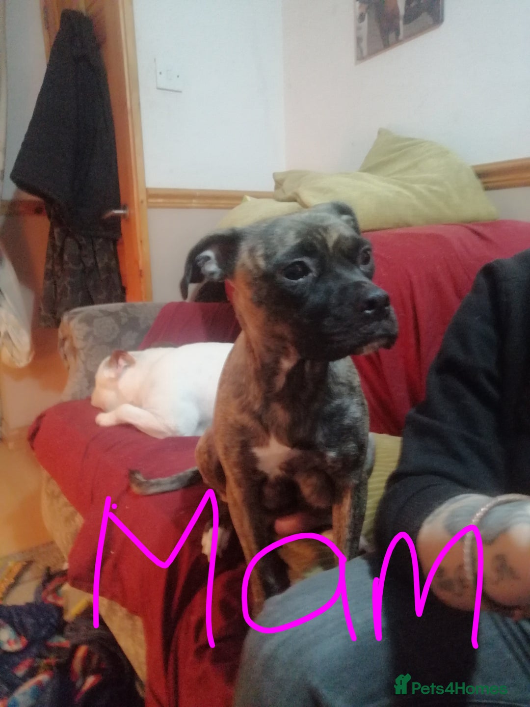 Mixed Breed dogs for sale: Beautiful staffy cross pups  - Advert 3