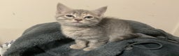 British Shorthair cats for sale: Beautiful grey kitten left  - Advert 3