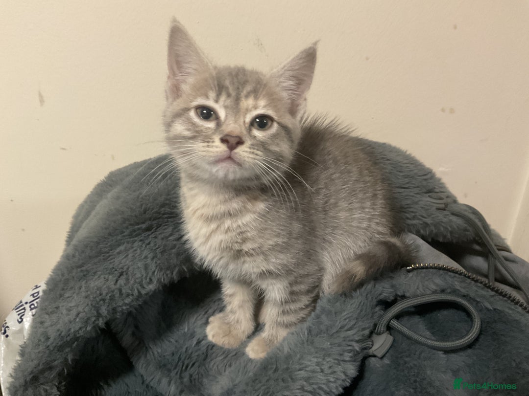 British Shorthair cats for sale: Beautiful grey kitten left  - Advert 3