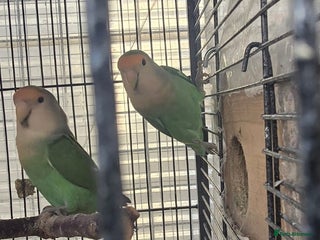 Lovebirds birds - Advert 6