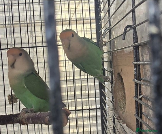 Lovebirds birds - Advert 1