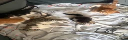 Mixed Breed cats for sale: Beautiful kittens  - Advert 3
