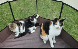 Mixed Breed cats for sale: Adorable Mixed Breed Kittens 🐾 - Image 5