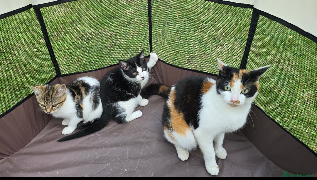 Mixed Breed cats for sale: Adorable Mixed Breed Kittens 🐾 - Image 5