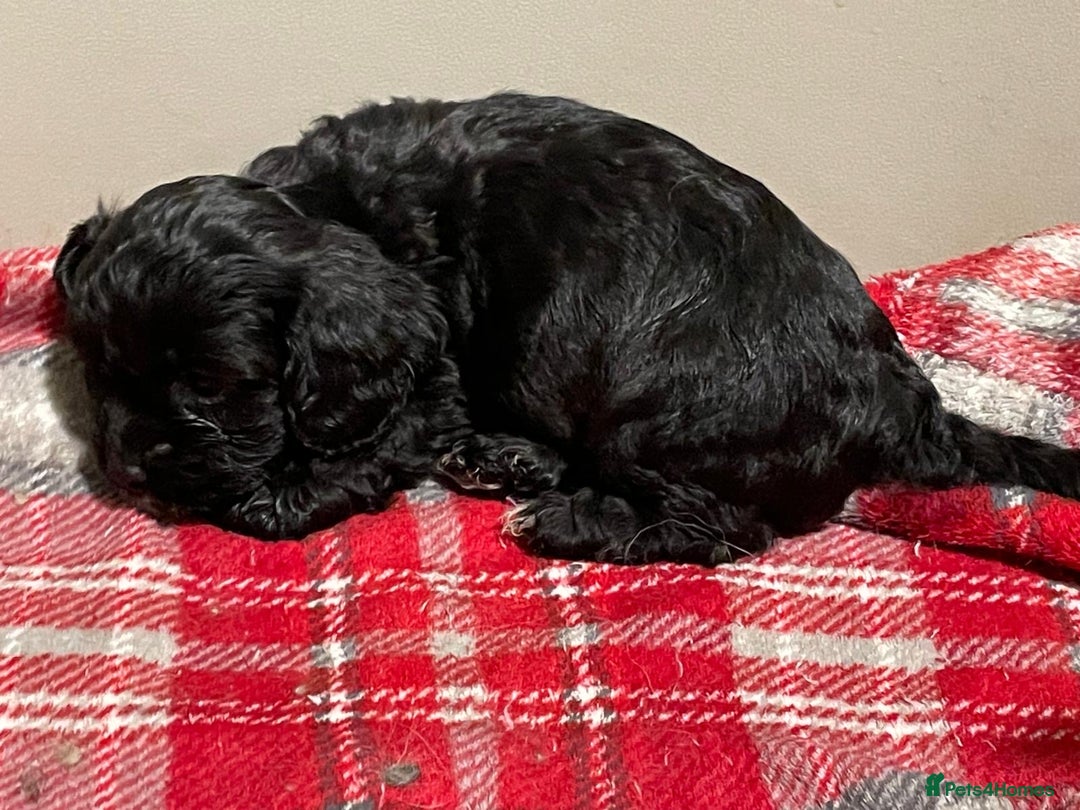 Mixed Breed dogs for sale: Stunning Sproodle x Shih Tzu pups ready 26/1 - Advert 13