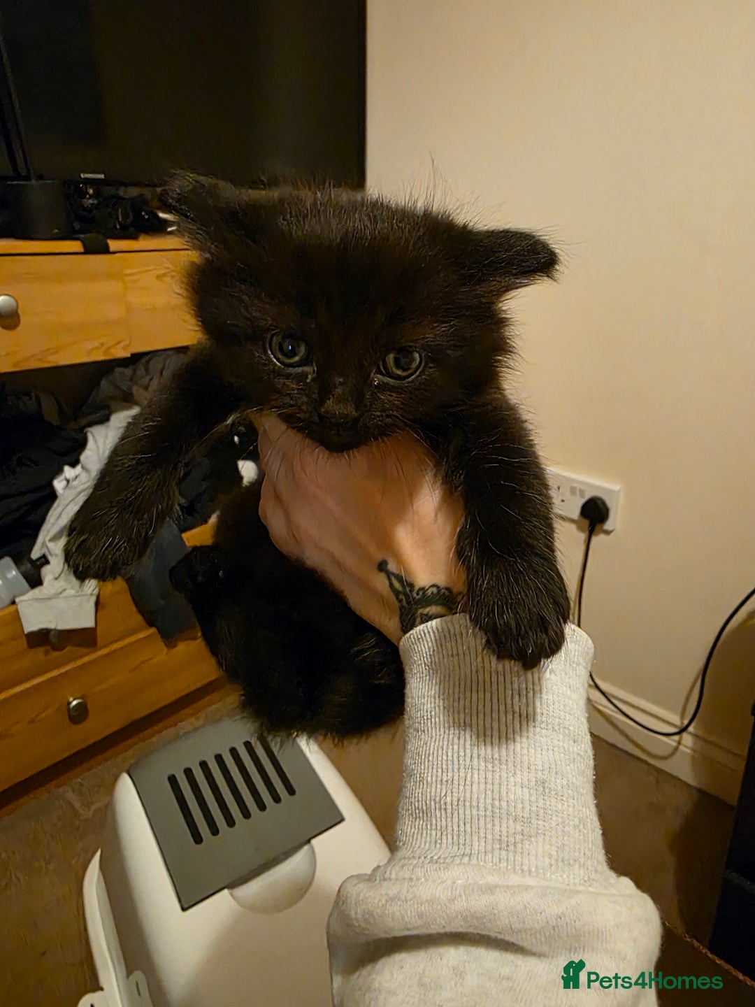 Mixed Breed cats for sale: Adorable longhair and short hair  - Advert 26