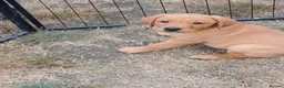 Labrador Retriever dogs for sale: Labrador Puppies Fox Red - Advert 12