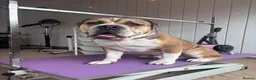 Dorset Olde Tyme Bulldogge dogs for stud: Rocky  in Halifax - Advert 5