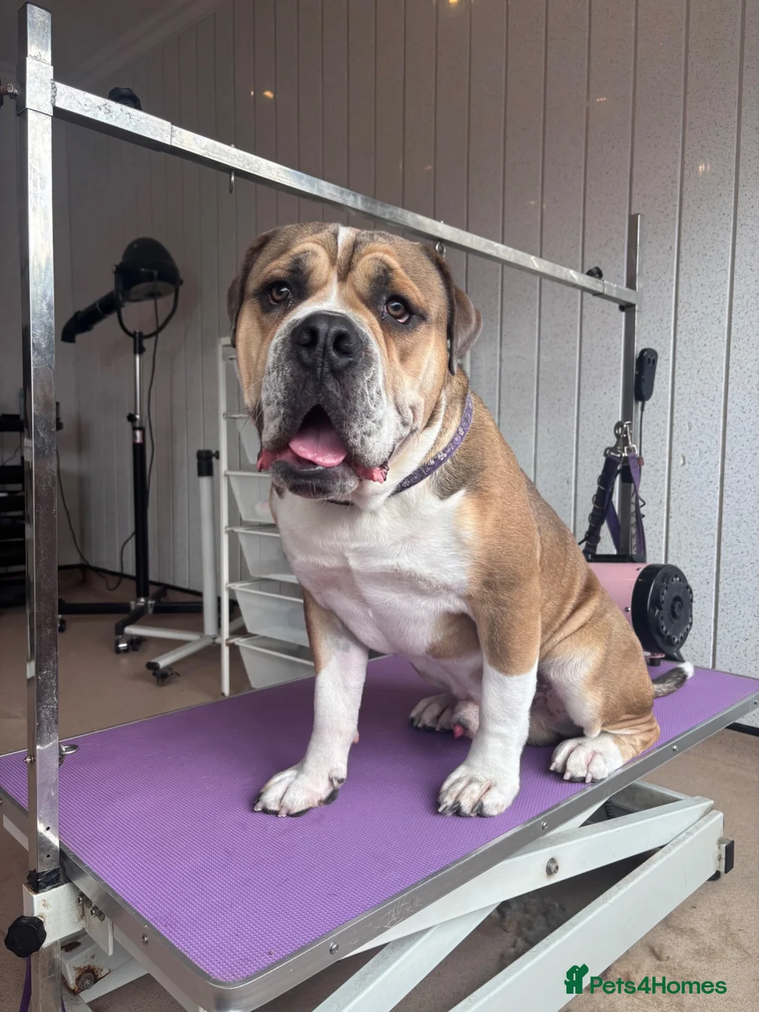 Dorset Olde Tyme Bulldogge dogs for stud: Rocky  in Halifax - Advert 5