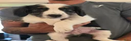 Mixed Breed dogs for sale: Beautiful litter of collie x cocker spaniel  - Advert 6
