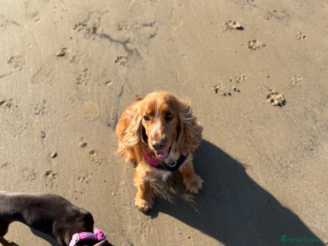 Cocker Spaniel dogs for sale: Cocker spaniel puppies for sale  - Image 28