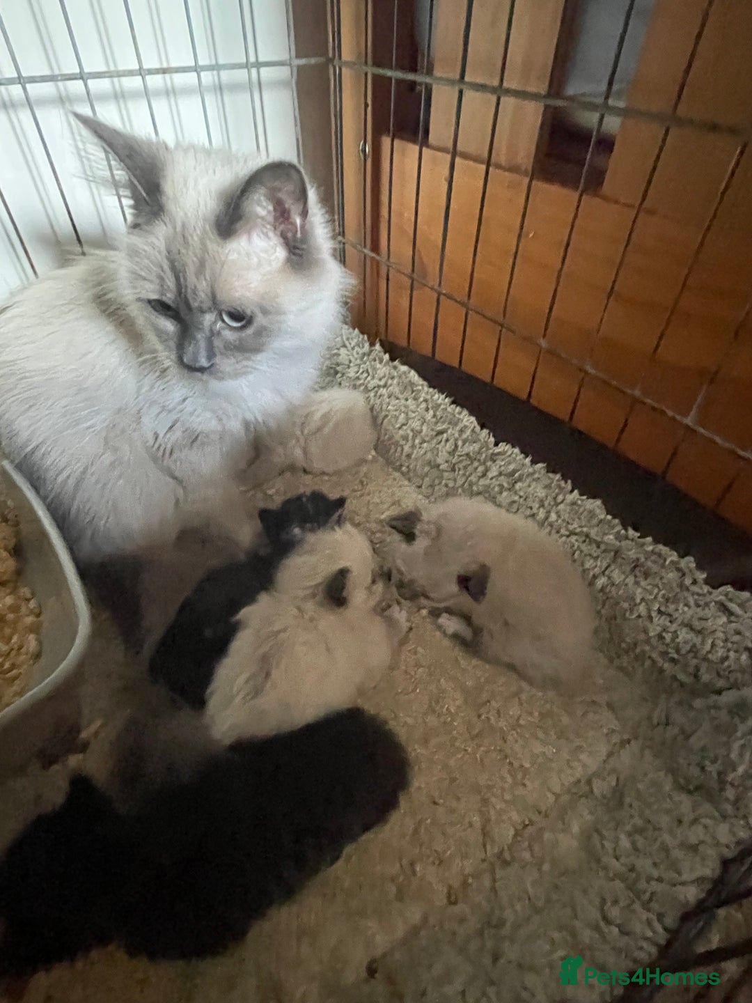 Mixed Breed cats for sale: Ragdoll x Maine coon kittens - Image 18